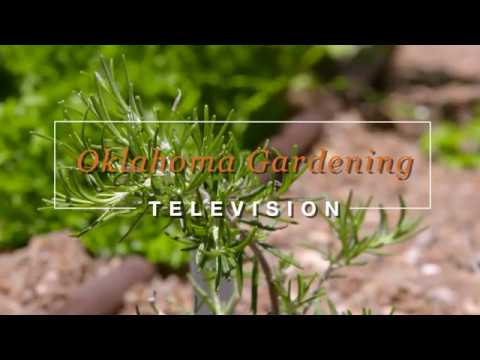 Video: Cold Hardy Rosemary: Các loại Hương thảo cho Khu vườn Khu 5
