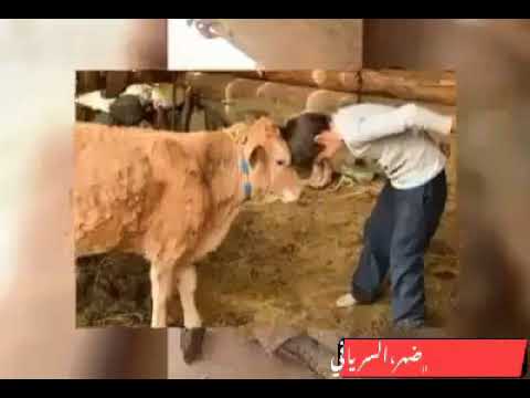 يا بيبي كل يوم بكير الشمس بتطلع من عنا