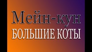 Мей-кун. Самые большие кошки играются. Мей-кун. Самые большие кошки играются.