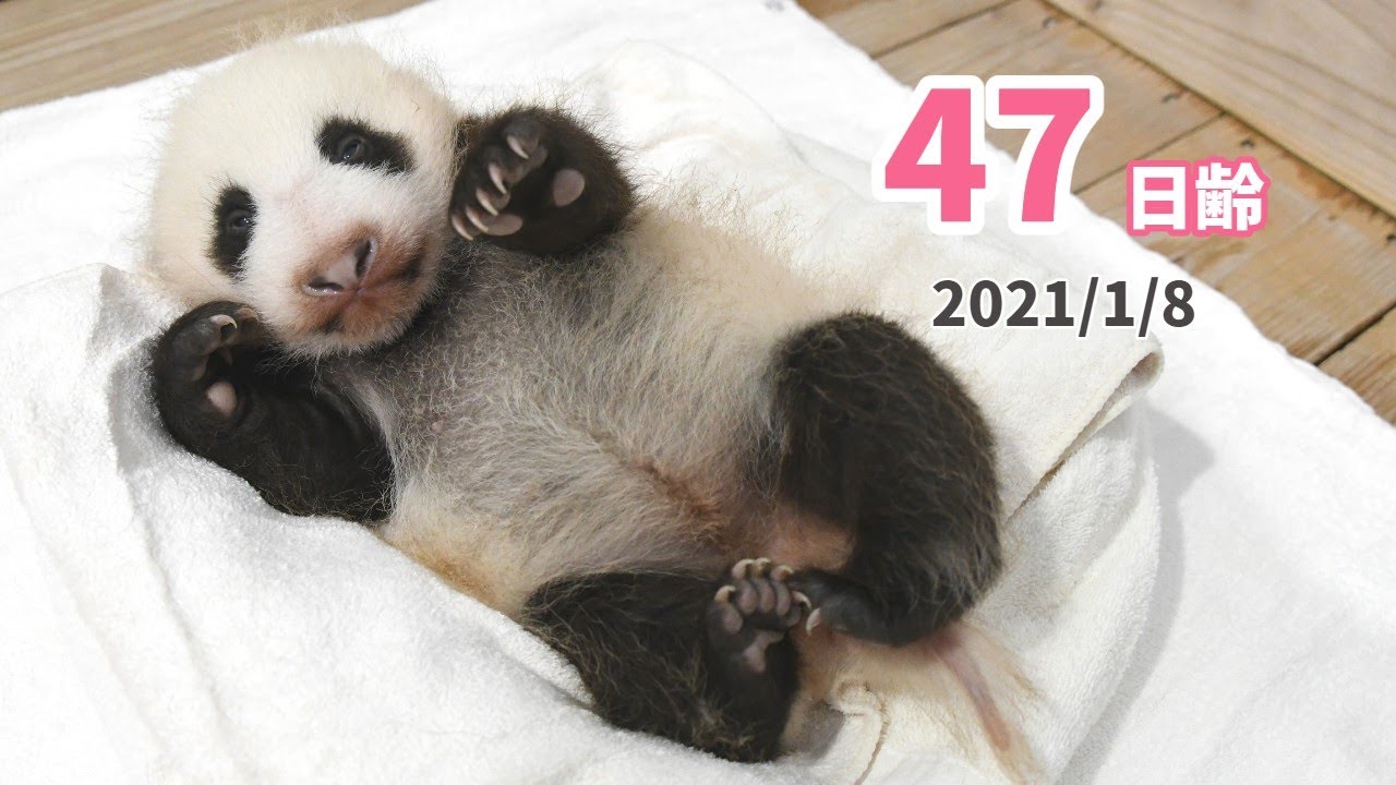 パンダの赤ちゃん 保育器を卒業しました 47日齢 Youtube パンダの赤ちゃん 保育器を卒業しました 47日齢 Youtube