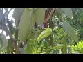 Beautiful vanilla garden growing at belmont estate