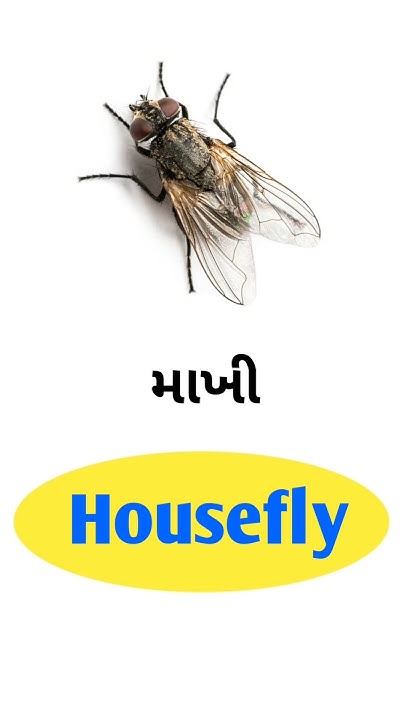 Housefly Meaning In Gujarati English Gujarati Dictionary YouTube housefly-meaning-in-gujarati-english-gujarati-dictionary-youtube