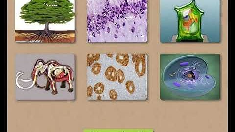 Sundaram Eclass Science concepts: Tissues and Organ System (Life : Simple and Complex)