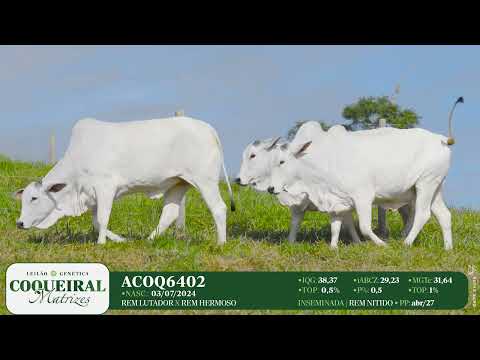 LOTE 27 ACOQ 6402 6638 6558