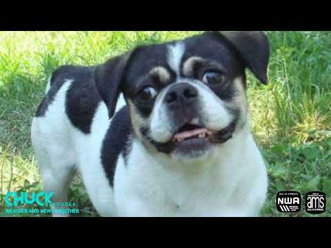 Video: Perro esquimal americano