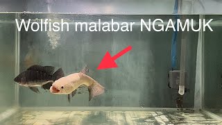 REAKSI IKAN WOLFISH MALABAR SAAT DIGABUNG DENGAN NILA GALAK