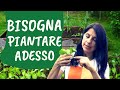 Cosa coltivare a MAGGIO nell'ORTO: semine e trapianti