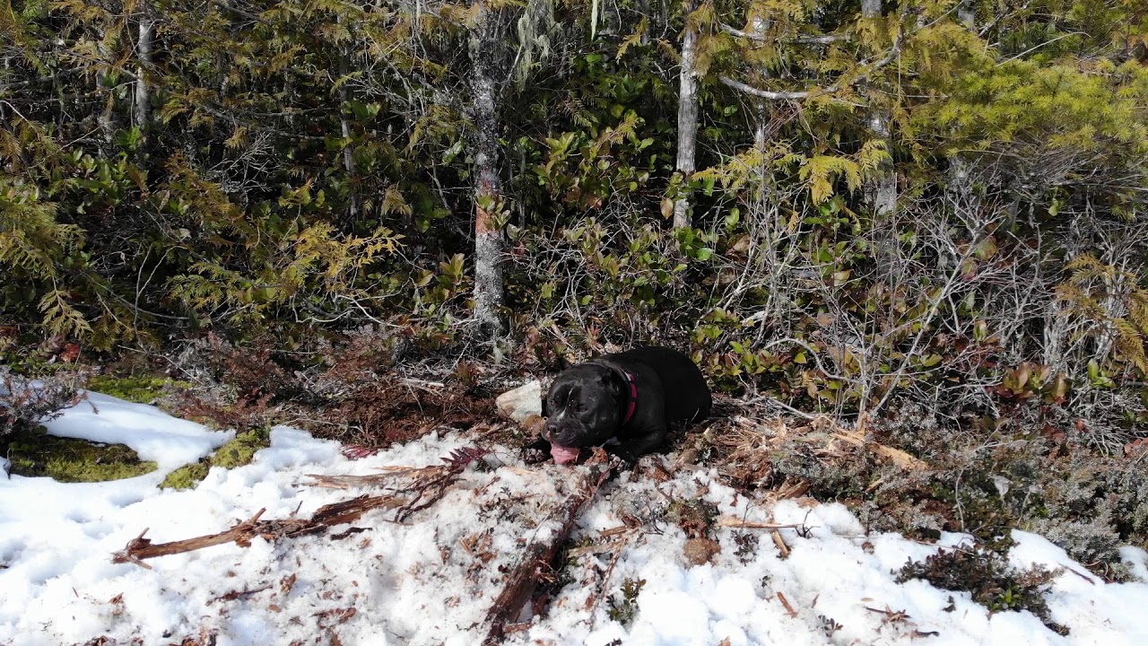 ATV Adventures on Vancouver Island YouTube