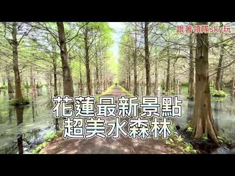 花蓮壽豐鄉夢幻湖落羽松景點推薦
