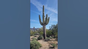 Thumbnail of Huge Saguaro Cactus!! #arizona #cactus