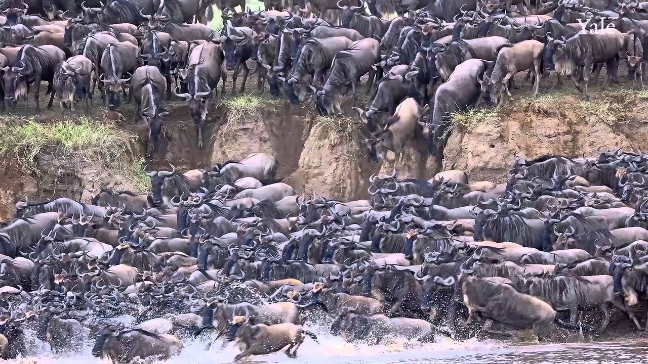 Impact of Large Animal Populations on African Rivers - YouTube