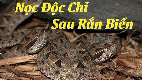 Rắn Chàm Quạp - Tử Thần || Nọc Độc Chỉ Xếp Sau Rắn Biển