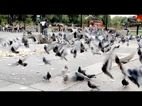 Trollstation Laxative Pigeon Prank 