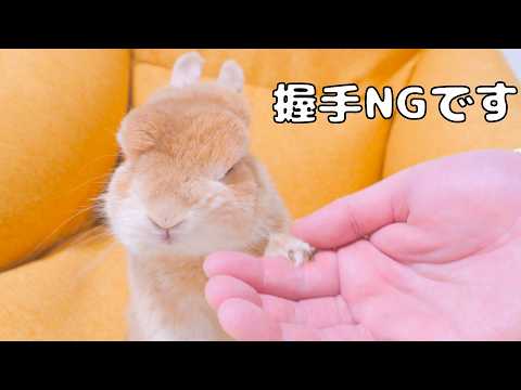 Mugi the Bunny - YouTube