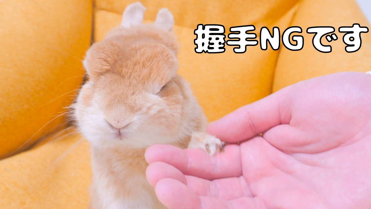 うさぎ、様リクエスト笑 My rabbit's reaction after reluctantly shaking hands with me 【No