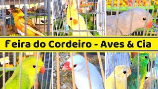 Feira do Cordeiro  Pássaros, Acessórios e outros PETS  1 #aves