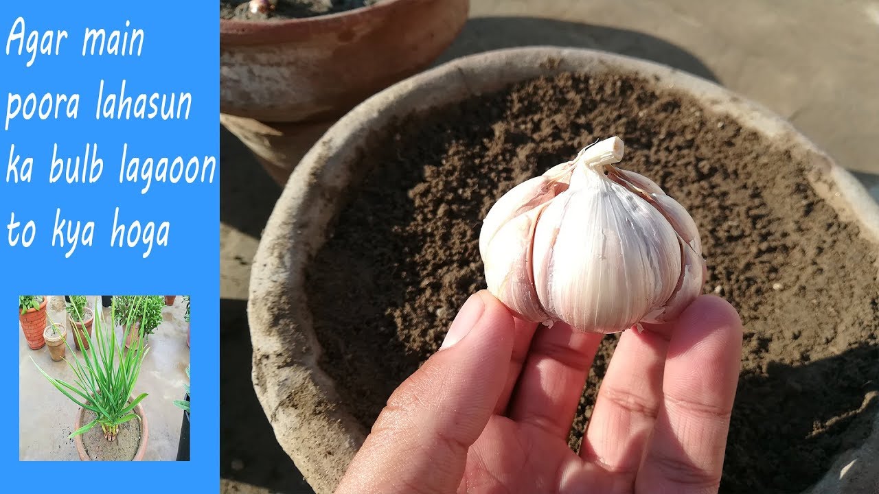 bulb of garlic