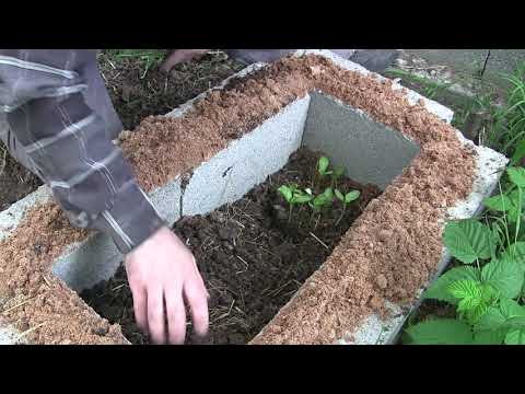 კიტრის ჩითილის გამოყვანა და სახელდახელო პარნიკში გადატანა