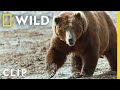 Whale Carcass and Bear Dynamics Quiz