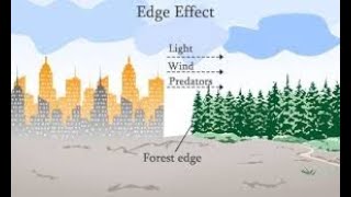 Edge Effect | @envknipss
