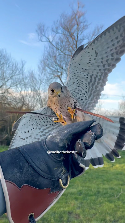 Download lagu Perfect recall from a free flying kestrel! #birdofprey #kestrel #falcon #freeflying