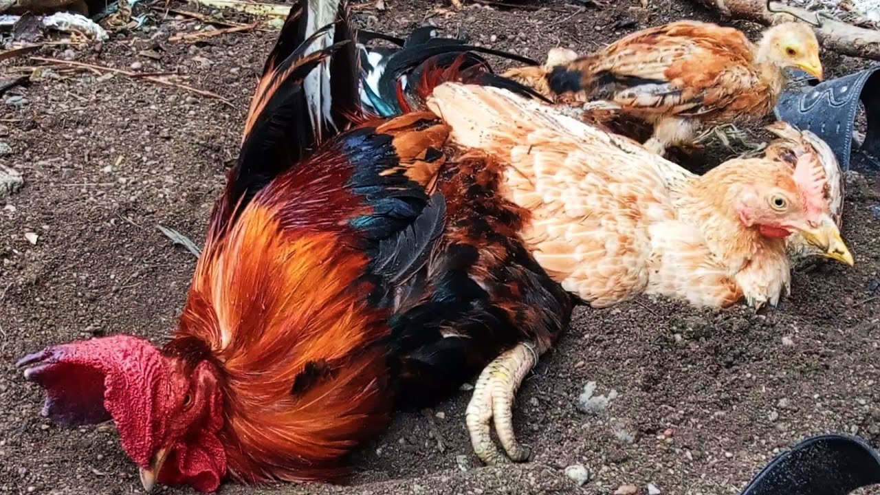 Roaster & Hen Chickens family murgi YouTube