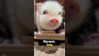 Pigs Are Just Dogs With Atude