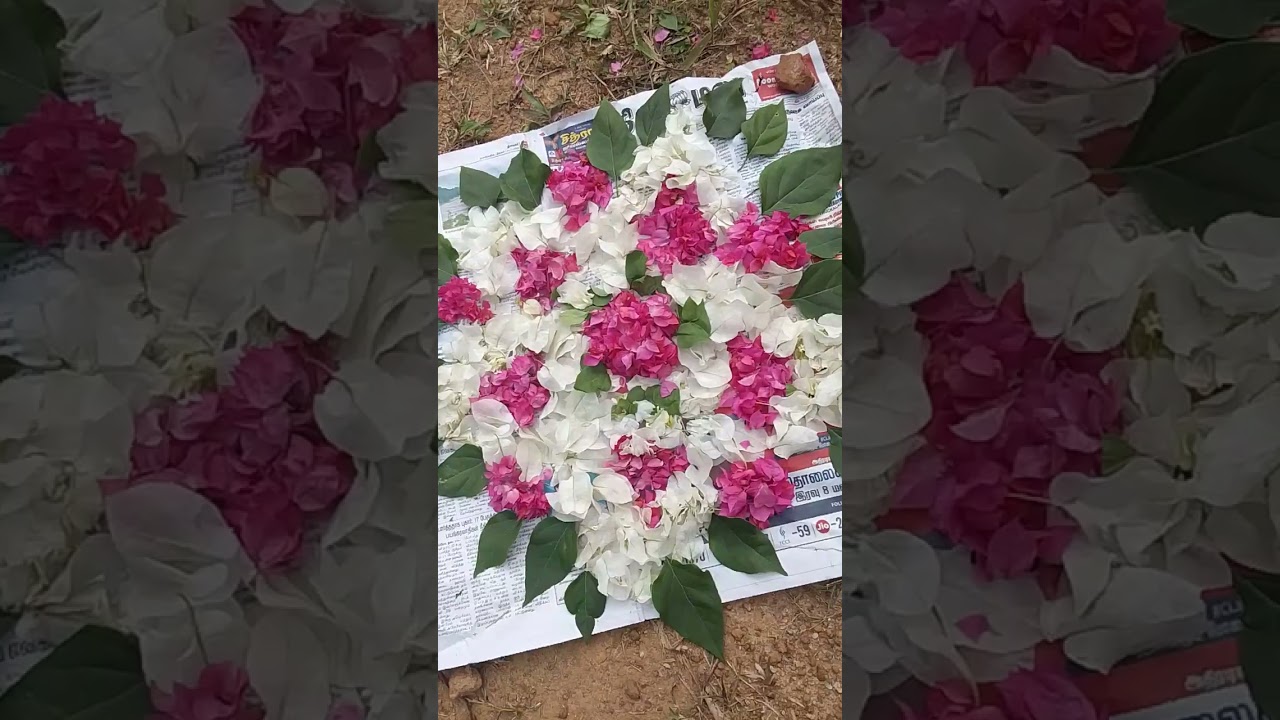 Flower Rangoli # Bougainvillea plant benifts💐💐💐💐