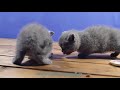 5 Minutes | Cute Kittens Eating Dry Food for the First time