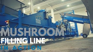 Mushroom Machinery - Inspiring Tray Filling Equipment