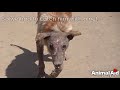 Encrusted bones hid a sparkling star, rescue of a mange dog.