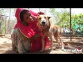 Encrusted bones hid a sparkling star, rescue of a mange dog.