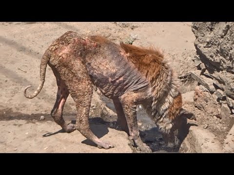 Encrusted bones hid a sparkling star, rescue of a mange dog.