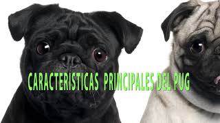 Las ventajas del Pug como mascota!. Entérate de los detalles!!