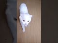😺Белый😺