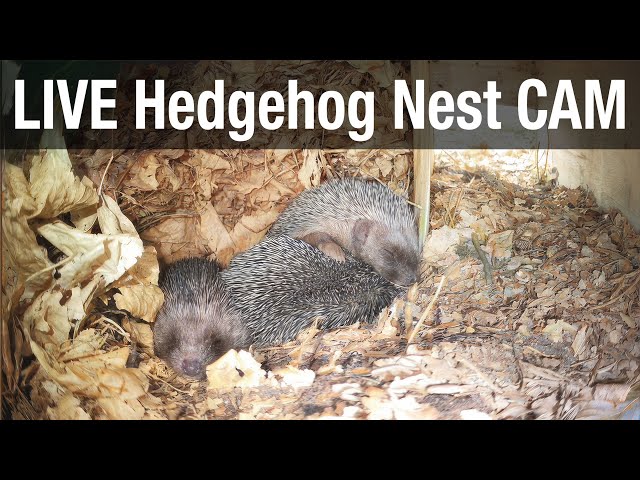 LIVE Wild Hedgehog Family with Babys - Hedgehog Nest Box (Erinaceus europaeus)