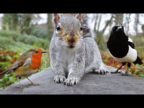 videos-for-cats-to-watch---birds-and-squirrel-fun-in-december