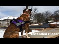 1yr Pitbull (Jemma) | Best Service Dog Training | Spokane & Coeur d'Alene 1yr Pitbull (Jemma) | Best Service Dog Training | Spokane & Coeur d'Alene
