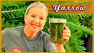 MEDICINAL YARROW | How to make Tincture, Transplanting, Harvesting + #cats!