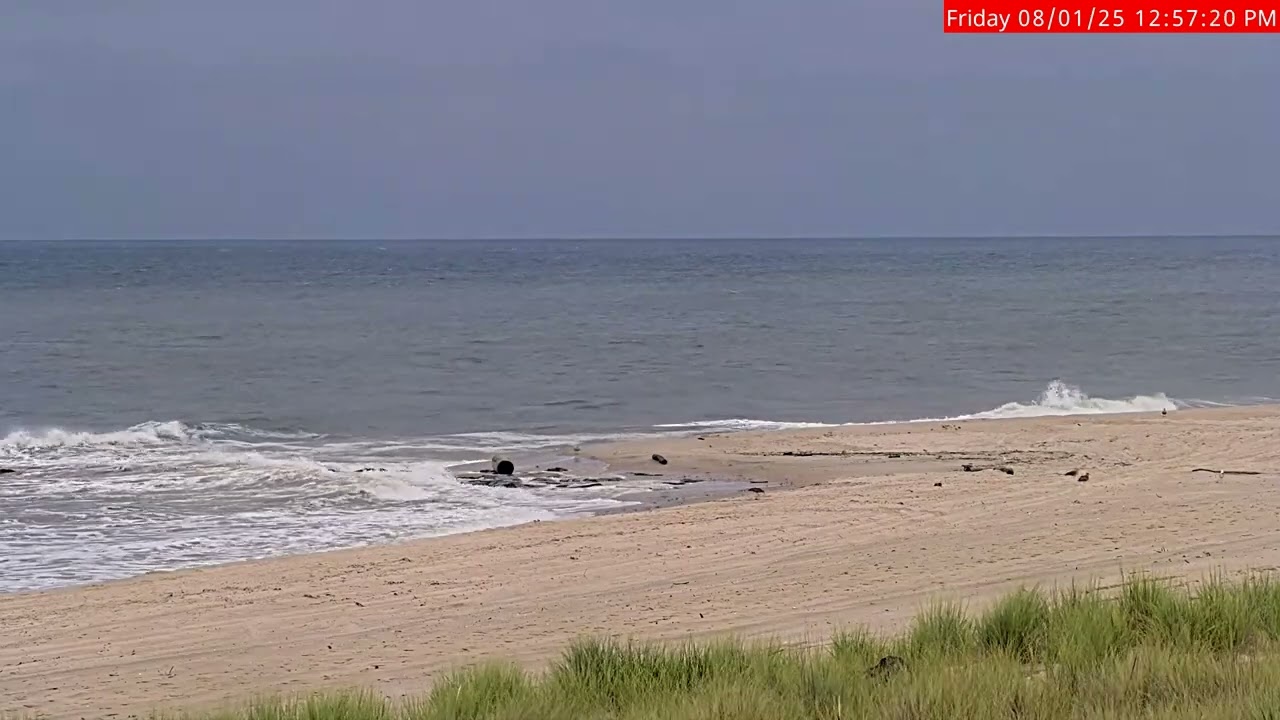 Notable Shorebird Species at Georgica Pond.  8-1-25 at 1PM.