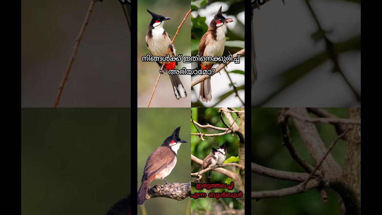 About Bulbul Bird 🕊️