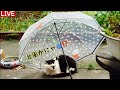 【6/2(火)朝LIVE】けいきち🐨ままきち🥸おはごあす😺Good morning🐾朝からハッピー!みんな、おじゃったもんせ❤️Have a peaceful day!🍀