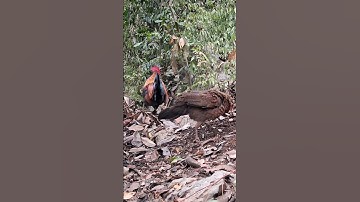 gà mái gọi trống bây đập cánh như bon nguyên tử nổ💥.poj qaib xeev lau dhia ntxuaj ti khav tiag tiag