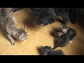 Собака охраняет котят  Dog protects kittens