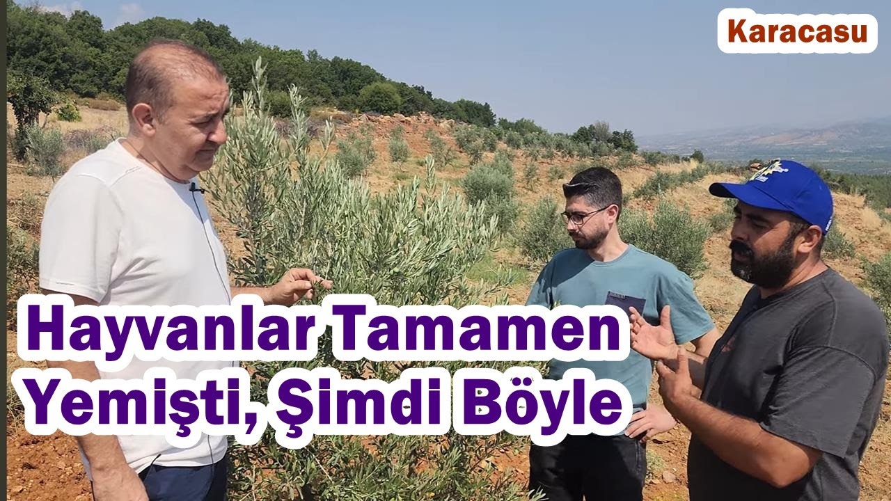 Karacasu - Hayvanların Yayıldığı Tamamen Yediği Gelişimi Duran  Zeytin Fidanlarında Gübreleme