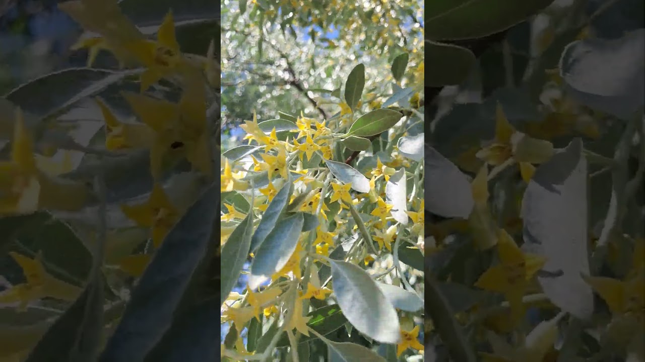 🥹🥹🥹Are these oleaster flowers real or magical? 🌸👀 See for yourself! ✨