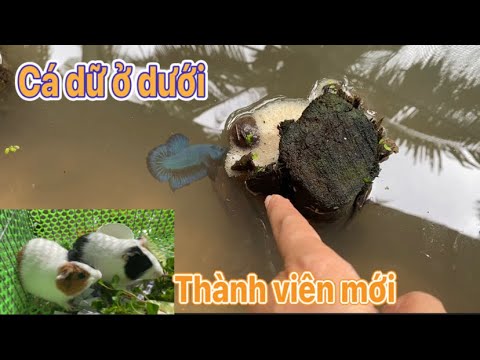 Video Sáng sớm phát hiện bọt cá lia thia xiêm lia thia đồng... - youtube