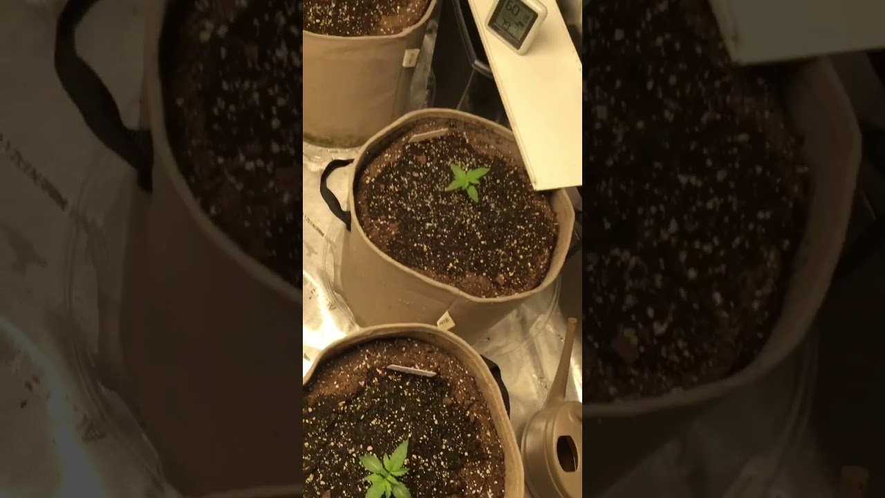 Buying white label seeds ?