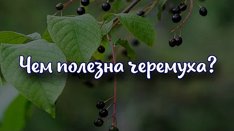 Чем полезна черемуха?