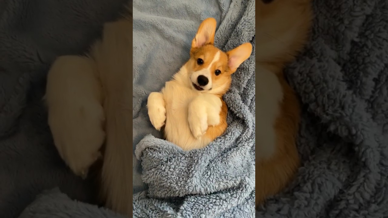 Милый щенок корги🥰 
